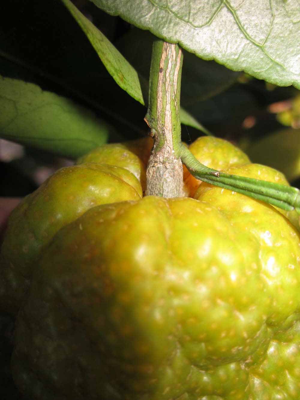            Fruit (Winter Haven, FL)   